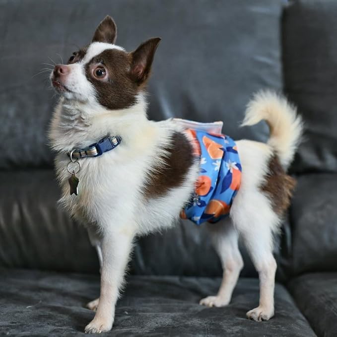 wegreeco Washable Male Dog Belly Band (Stylish Pattern)- Pack of 3 - Washable Male Dog Belly Wrap, Dog Diapers Male (Fruit, Small)