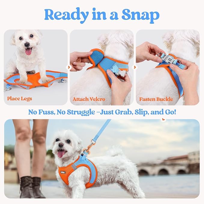 rabbitgoo Dog Harness Small Sized and Leash Set, Step-in Puppy Pet Vest | Light, Soft, Breathable Air Mesh, Easy on and Remove with Hook & Loop, Secure Reflective for Walking, Blue & Orange M