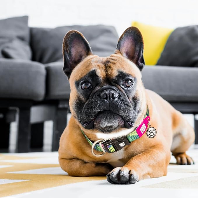 Max & Molly Smart ID Dog Collar with Gotcha! QR Safety Tag and Custom Pet Profile, Soft Padded Neoprene, Waterproof, Tropical, Medium (13-21")