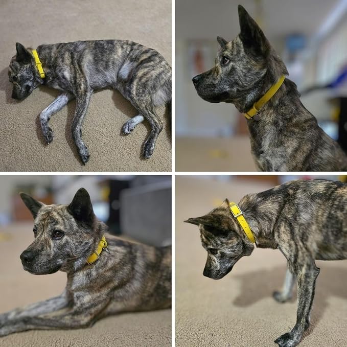 Waterproof Dog Collar, Soft Comfortable Pet Collars, Adjustable Odor Proof Heavy Duty Dog Collars Easy to Clean for Large, Medium Small Dogs by Bee N Buu (Yellow, Small (length8-12, Width 3/4"))