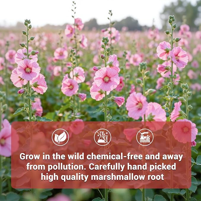 100% Natural Marshmallow Root Tea | 50 bags of caffeine-free tea bags | Soothes The Throat/Nourishes The Digestive System | Vegetarian, Gluten-free, Non-GMO