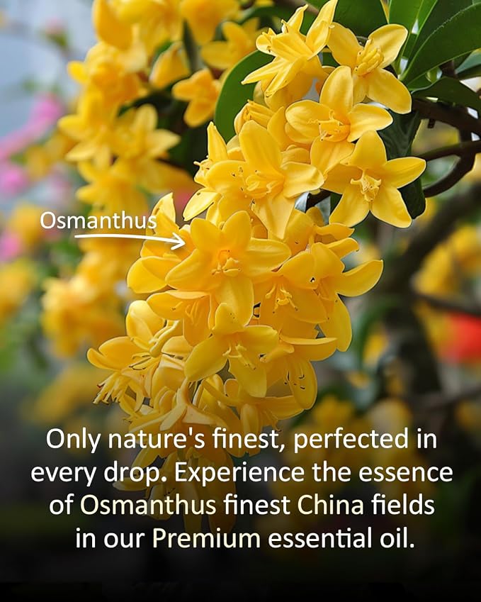 Osmanthus Essential Oil, 100% Pure Natural Osmanthus Oil, Premium Essential Oil for Diffusers, DIY Candles, Soaps, Room & Linen Sprays, Aromatherapy, Blending, 4 Fl Oz / 120ml