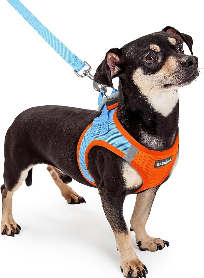 rabbitgoo Dog Harness Small Sized and Leash Set, Step-in Puppy Pet Vest | Light, Soft, Breathable Air Mesh, Easy on and Remove with Hook & Loop, Secure Reflective for Walking, Blue & Orange XXXS