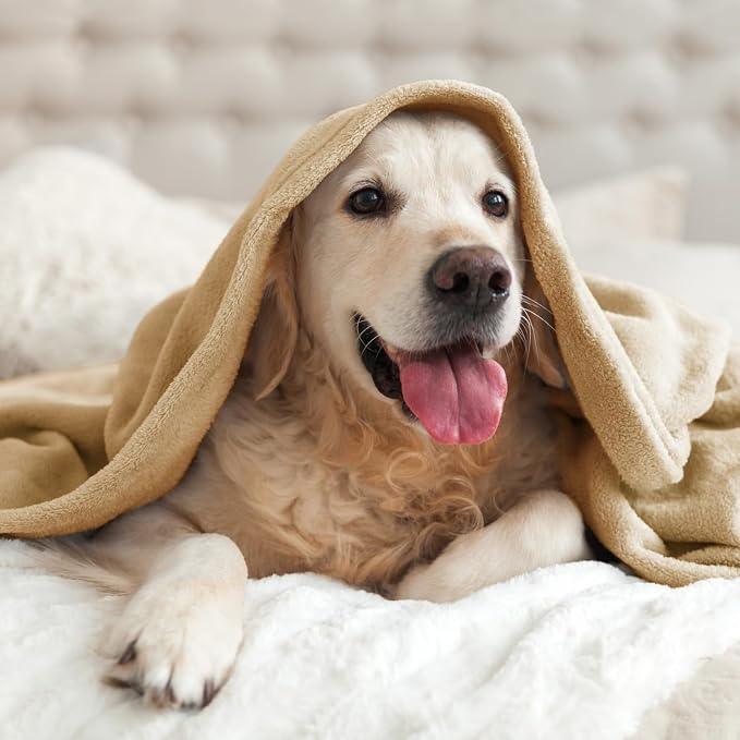 BEDELITE Fleece Blanket Soft Plush Queen Bed Blanket Light Camel 90"x90" | Ultra Soft Fleece, Plush Microfiber, Lightweight Warmth, All Season Comfort, Fade Resistant, Machine Washable,Perfect for Bed