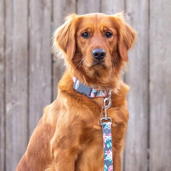 Blueberry Pet Floral Prints Neoprene Padded Dog Collar, Pink Rose, Adjustable Dog Collar for Large Dogs, Size Large, Neck 18-26”