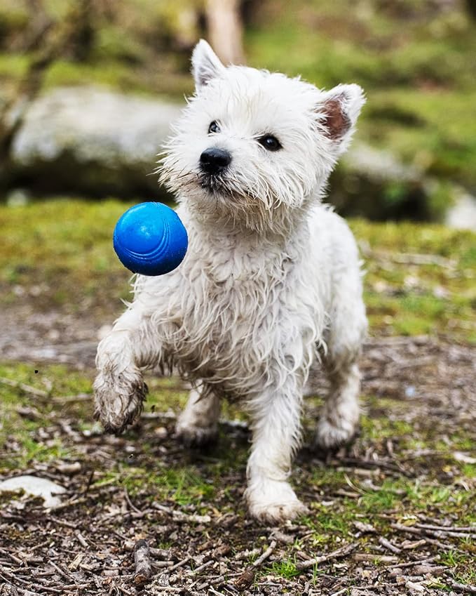 Chuckit! Crunch Ball Dog Toy, Medium (Pack of 24)