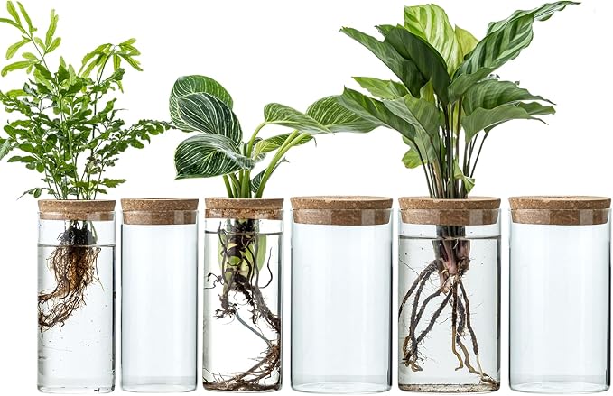 Propagation Vases for Plants, Set of 6(3 Large & 3 Small) Glass Plant Propagation Stations, Plant Propagation Jars for Home Office Windowsill Tabletop Decoration (6)