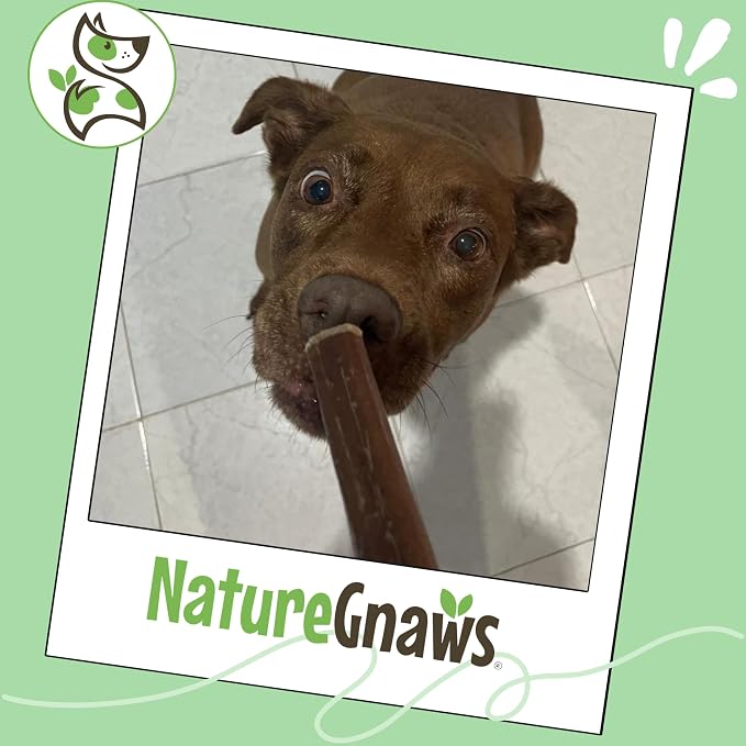 Nature Gnaws Small Bully Sticks 5-6" Rawhide Free Dog Chews, 15 Count | Long Lasting for Light Chewers and Puppies - Natural Thin Beef Dog Chew Bones - No Artificial Preservatives