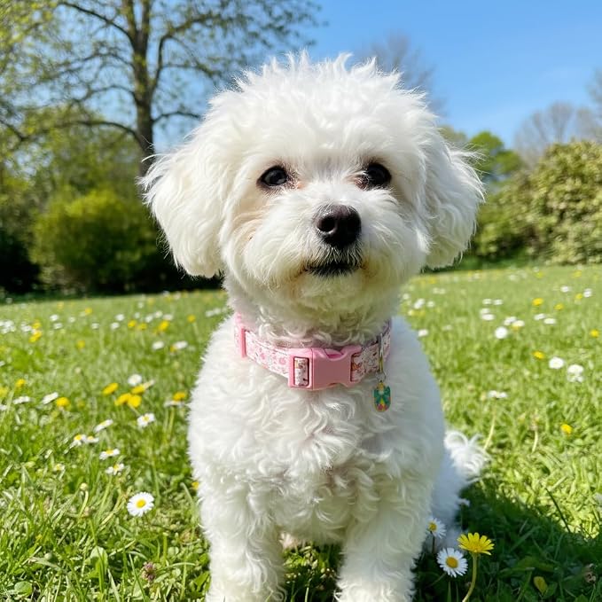 Cute Dog Collar, Pink Dog Collar with Pink Ghost Pattern and Soft Fabric, Girly Collar with Charm and Buckle, Adjustable for Girls Boys Dogs
