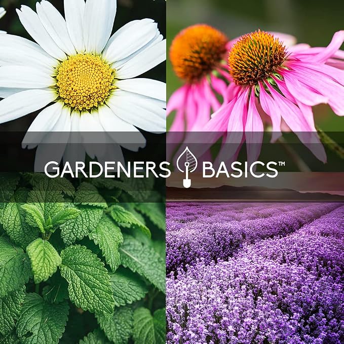 Gardeners Basics, Herbal Tea Seeds for Planting Indoors and Outdoors 5 Variety Packets Echinacea, Peppermint, Lavender, Chamomile and Lemon Balm - Great for Kitchen Herb Garden Heirloom Herb Seeds