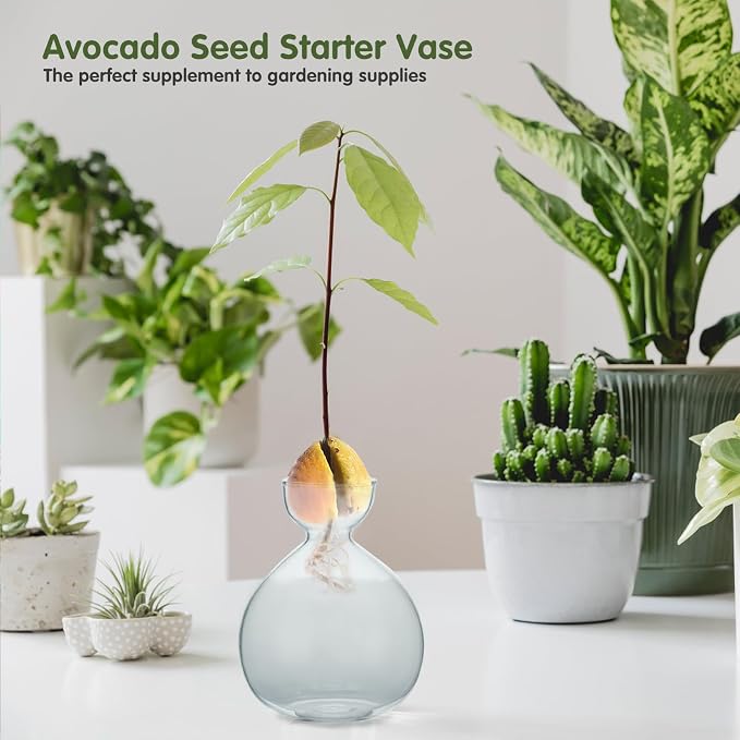 2PCS Small Avocado Grow Vase Glass Acorn Seed Starter Vase Pot for Growing | Premium Glass Avocados Growing Vases, Clear Avocados Pit Planter Pot, Ideal for Gardening Lover Indoor Hydroponics