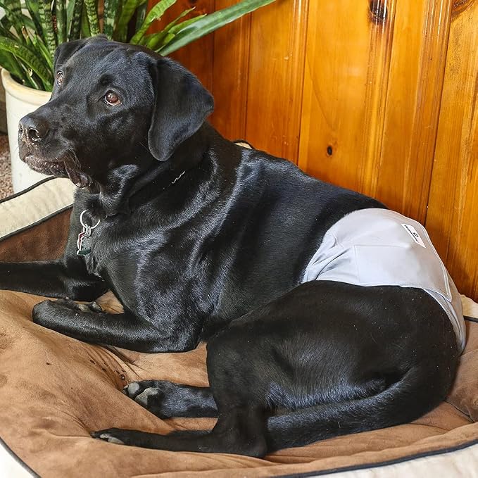 Pet Parents® Washable Belly Bands for Dogs (3pack) + Extendrs® Durable Dog Diapers - Premium Male Dog Diapers & Wraps (X-Small, Natural)
