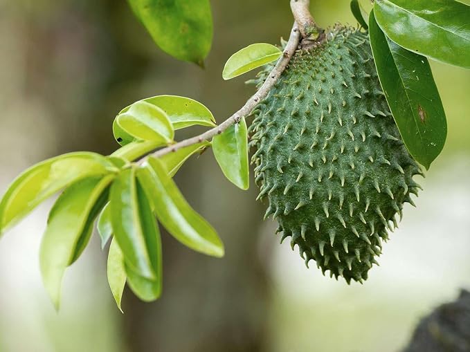 graviola leaves tea k-cups, graviola tea k-cups, graviola tea powder - GRAVIOLA SOURSOP TEA K-CUPS - soursop tea organic, soursop tea for better sleep, organic tea loose leaf tea - 1 Box 10 K-cups