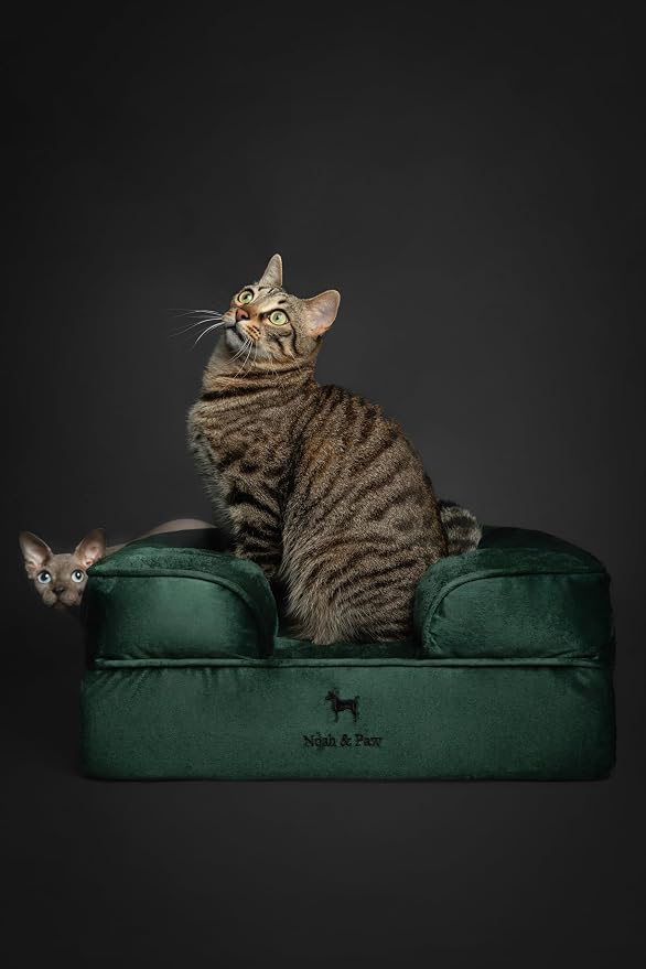 NOAH & PAW Small Dog Bed, 20x15x8 Inch, Cat Bed for Indoor Cats, Orthopedic Eggshell Memory Foam Infused with Cooling Gel, Water Resistant Inner Cover Machine Washable (Velvet Collection)