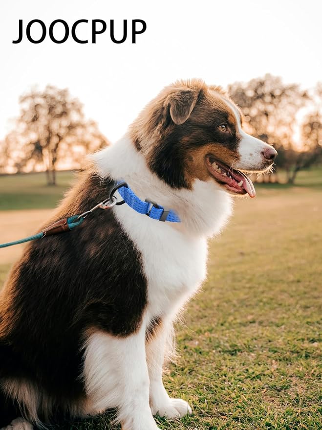 Martingale Dog Collar, Reflective No Pull with Buckle, Blue, S