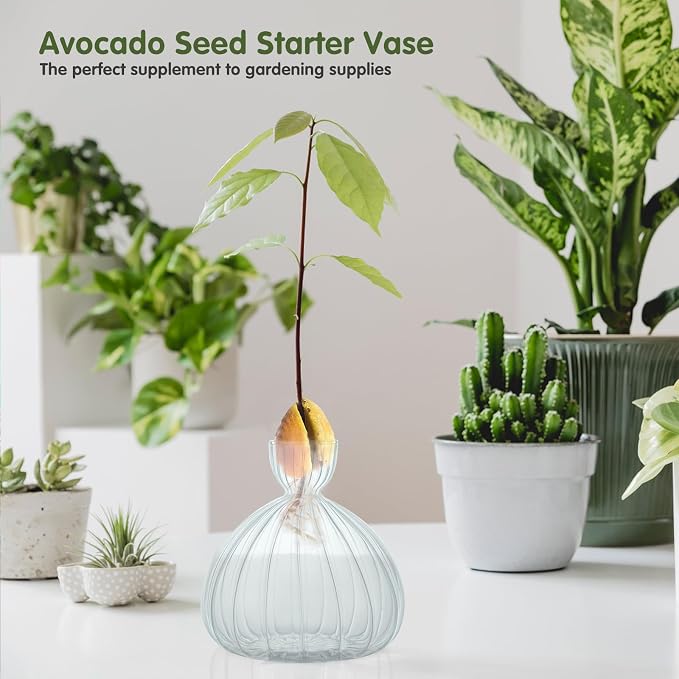 Large Avocado Grow Vase Glass Striped Acorn Seed Starter Vase for Growing | Premium Glass Avocados Growing Vases, Clear Avocados Pit Planter Pot, Ideal for Gardening Lover Indoor Hydroponics