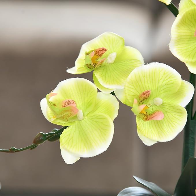 15" Silk Phalaenopsis Orchid in Square Pot, Apple Green Flower Arrangements | Lifelike Faux Potted Blooms with Moss in a Ceramic Planter. Looks Real, Zero Upkeep, Ideal Centerpiece for Any Table