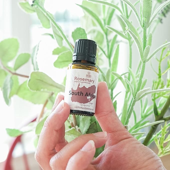 Rosemary Essential Oil - Direct from Qobo Qobo South Africa - Steam Distilled - Aceite Esencial de Romero for Aromatherapy, Massage, Diffuser, DIY Candle and Soap Making - 15ml
