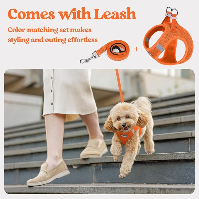 rabbitgoo Dog Harness Small Sized and Leash Set, Step-in Puppy Pet Vest | Light, Soft, Breathable Air Mesh, Easy on and Remove with Hook & Loop, Secure Reflective for Walking, Orange S