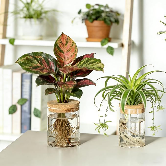 Dahey 4Pcs Glass Plant Propagation Station, 2 Large Vases & 2 Small Pots | Clear Root-View Water Jars, Cork Lids Cut Evaporation, Dust Proof & Soil-Free, Fits Hydroponic Cuttings, Desktop Indoor Decor