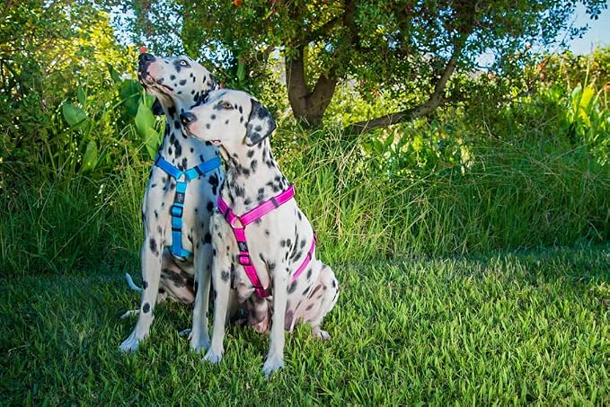 Reflective Adjustable Dog H Harness for Small to Medium Dogs; matching collar and leash available, Blue