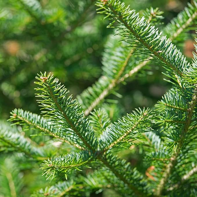 Aromatics International Premium Organic Balsam Fir Essential Oil 5ml | 100% Pure Essential Oil for Diffusion, Aromatherapy & Wellness Use