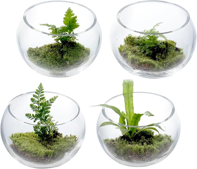 MyGift 5 Inch Clear Glass Round Bowl Air Plant Terrariums, Set of 4 | Versatile glass vessels showcase plants, candles, and decorative accents for weddings, events, shelves, and tabletop displays