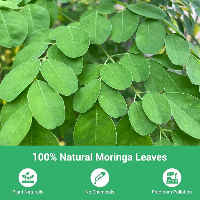 Moringa Tea, 100% Pure & Natural Moringa Leaves Herbal Tea Bags, Supporting Digestion & Immune System, Additive Free, Sugar Free, Non-GMO (50 Bags/1 Pack)