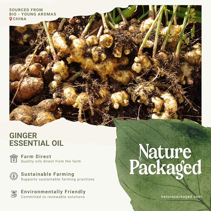 Ginger Essential Oil - Direct from Bio-Young Aromas - Pure Ginger Oil for Skin - Aceite de Jengibre - Aromatherapy 100% Therapeutic Premium Grade (8oz)