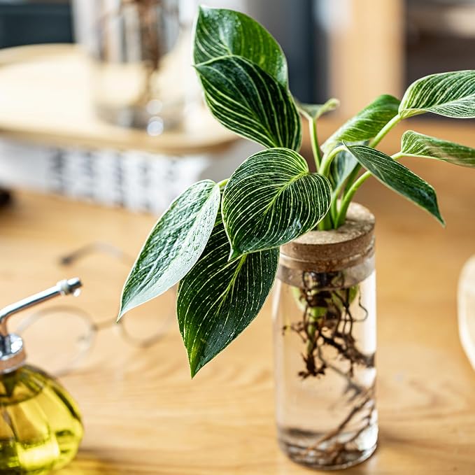 Propagation Vases for Plants, Set of 6(3 Large & 3 Small) Glass Plant Propagation Stations, Plant Propagation Jars for Home Office Windowsill Tabletop Decoration (6)