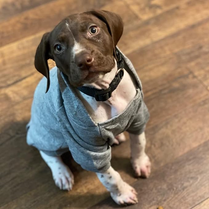 Soft Dog Hoodies for Small Dogs, Warm Fleece Puppy Clothes with Pocket | Jecikelon cold weather coat, cute puppy costume, breathable sweatshirt for dogs girl & boy, machine washable, easy on & off