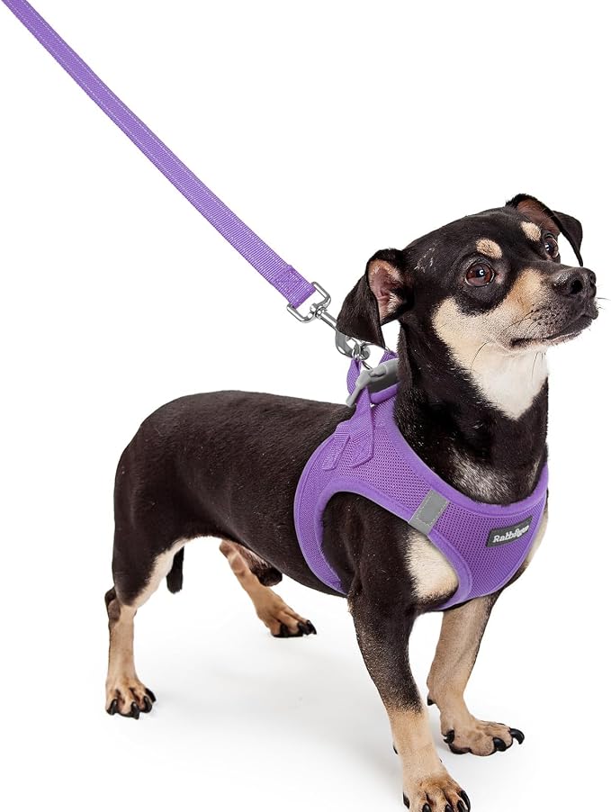 rabbitgoo Dog Harness Small Sized and Leash Set, Step-in Puppy Pet Vest | Light, Soft, Breathable Air Mesh, Easy on and Remove with Hook & Loop, Secure Reflective for Walking, Purple XXXS
