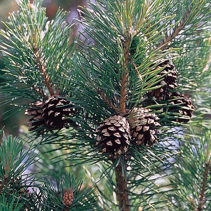 Aromatics International Premium Organic Scotch Pine Essential Oil 5ml | 100% Pure Essential Oil for Diffusion & Aromatherapy