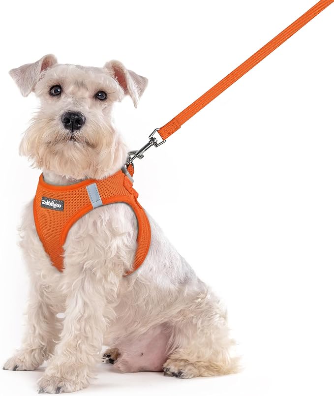 rabbitgoo Dog Harness Medium Sized and Leash Set, Step-in Puppy Pet Vest | Light, Soft, Breathable Air Mesh, Easy on and Remove with Hook & Loop, Secure Reflective for Walking, Orange XXL