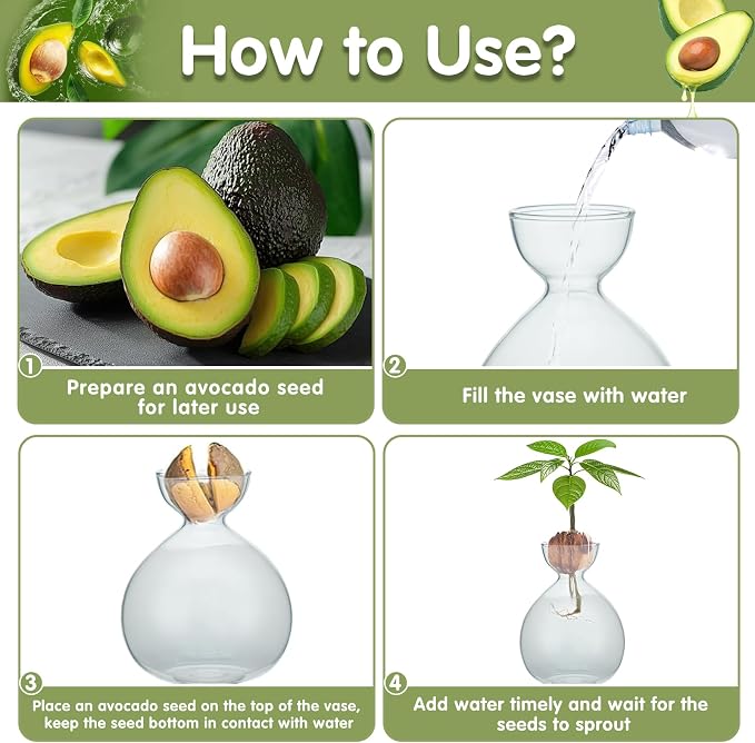 2PCS Small Avocado Grow Vase Glass Acorn Seed Starter Vase Pot for Growing | Premium Glass Avocados Growing Vases, Clear Avocados Pit Planter Pot, Ideal for Gardening Lover Indoor Hydroponics