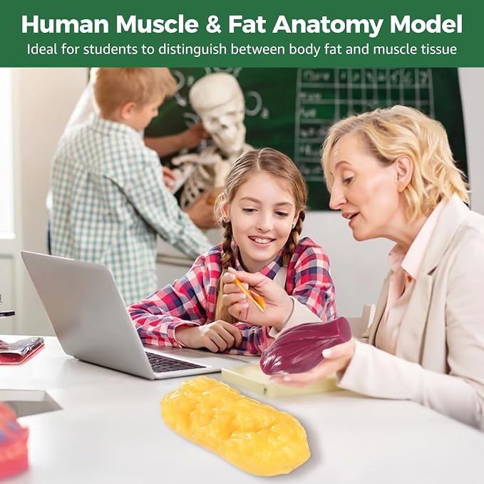 2 Pcs Human Muscle and Fat Models, 1 lb Fat Replica and 1 lb Muscle Replica, Realistic Anatomy Models for Education, Fitness Motivation, Nutrition Analysis