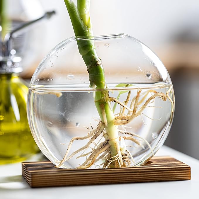 Glass Planter Propagation Station with Wooden Base - Clear Oblate Hydroponic Vase, Decorative Desktop Flower Vase for Home, Office, Windowsill - Gift for Plant Lovers (2)