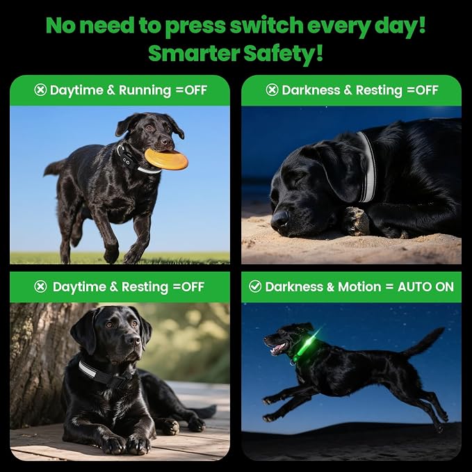 Auto Light Up Dog Collar - Smart Safety Night Collar with Motion Sensor - Auto-On in Dark - USB-C Rechargeable - 3 Day Runtime- IP65 Waterproof - M