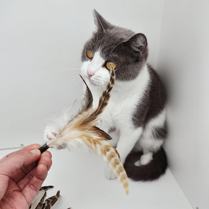 miwoowim 8PCS Natural Unstained Feather Refills for Cat Teaser Wand Toys | Handcrafted, non-toxic attachments with bells. Standard replacement fits most wands easily.interactive kitty teaser heads