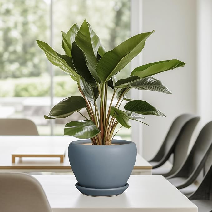 Ceramicfor Ceramic Pot for Plants - 6 Inch Plant Pot Indoor with Drainage Hole and Saucer Decorative Planter for Outdoor Plants Modern Succulent Pots Round Flower Pots Gray