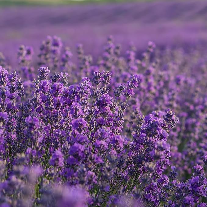 Aromatics International Premium Organic Spike Lavender Essential Oil 18ml | 100% Pure Essential Oil for Diffusion & Aromatherapy
