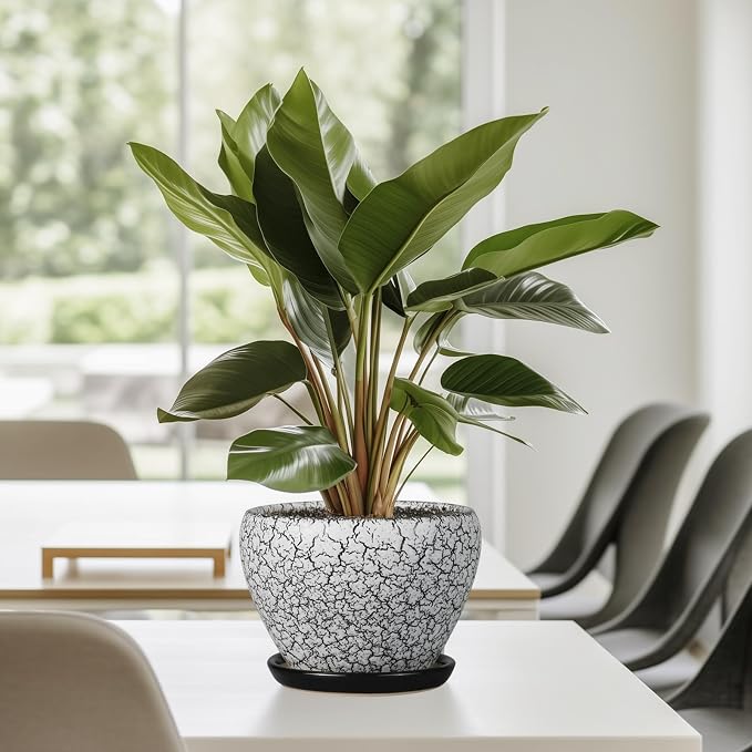 Ceramicfor Ceramic Planter Pot - 6 Inch Plant Pot with Drainage Hole and Saucer, Succulent Pot Glaze Round for Indoor Outdoor Plants, White and Black