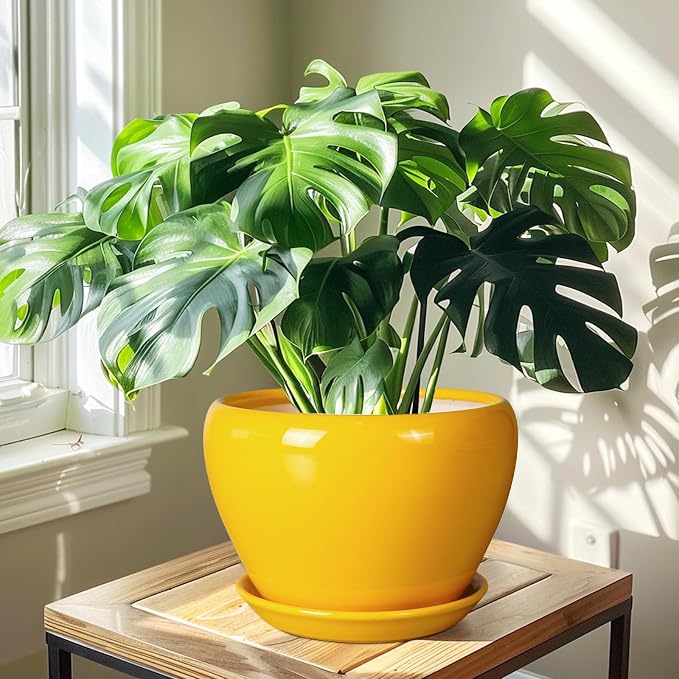 Ceramicfor Ceramic Planter - 10 Inch Plant Pot for Indoor Outdoor Plants Glaze Modern Round Planter with Drainage Hole and Saucer for Garden Office Home Room Patio Decor, Yellow