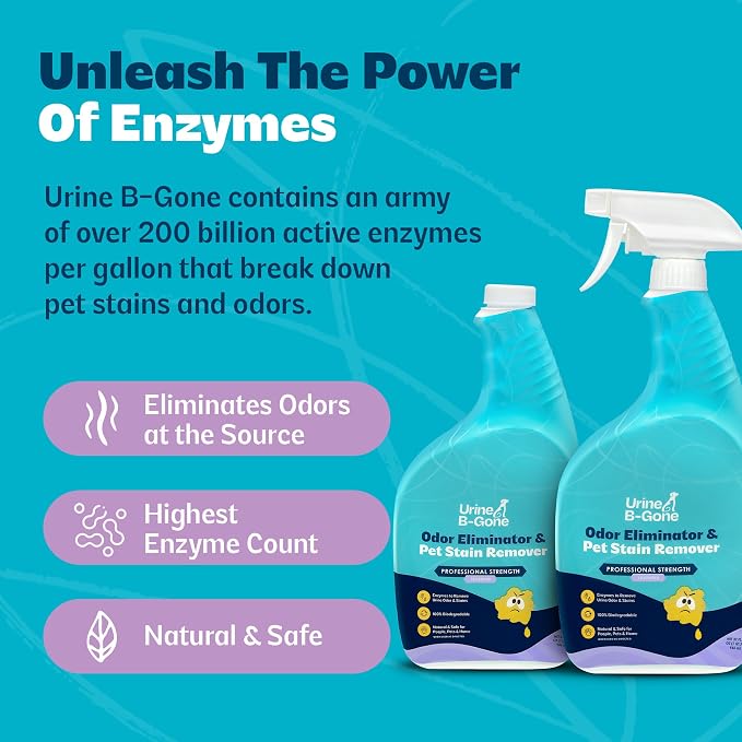 Urine B-Gone Enzyme Cleaner for Human & Pet Urine, Lavender, 32 oz, 2-Pack | Two 32 oz bottles of enzyme cleaner for human, cat and dog urine on laundry, carpets and more; lavender scent.