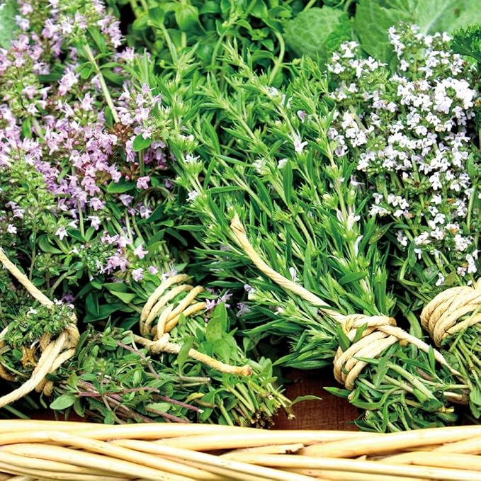 Aromatics International Lemon Thyme Hydrosol 100ml | Citrus-Herbal Natural Aromatic Mist for Skin, Home & Daily Use