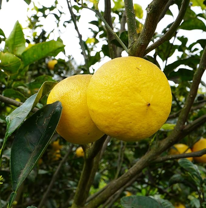 Grapefruit Essential Oil - Direct from Citrusmade in Sicily - Natural Aceite de Pomelo for Skin and Energy - Aromatherapy | 100% Pure Therapeutic Grade (22lbs)