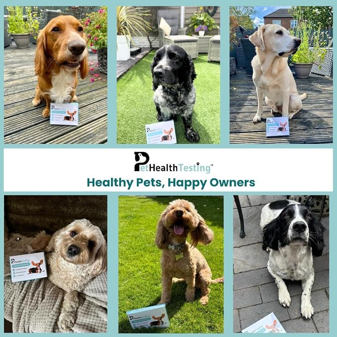 Dog Food Intolerance Test | Sensitivity Test Kit | Food Test | Accurate for All Breeds and Ages | Easy to Use | Non-Invasive Fur Sample | 375 Item Test | Results Report in 3 Days | U.S Based Testing
