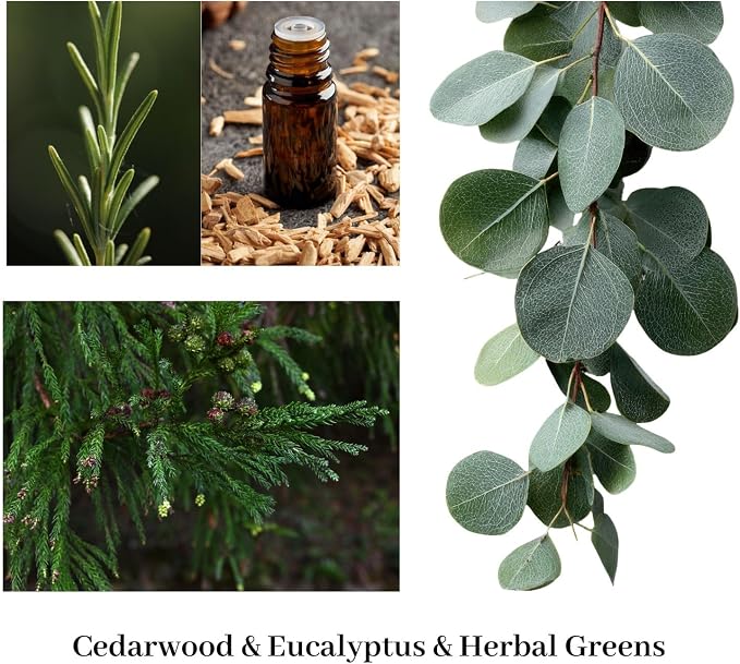 Cedar Eucalyptus Scented Candles for Home, Non-Toxic Soy Wax 16oz Aromatherapy Candle Gifts,Highly Scented & Long Lasting Cedar Candle for Home Relaxation|Stress Relief|Mediation|Spa