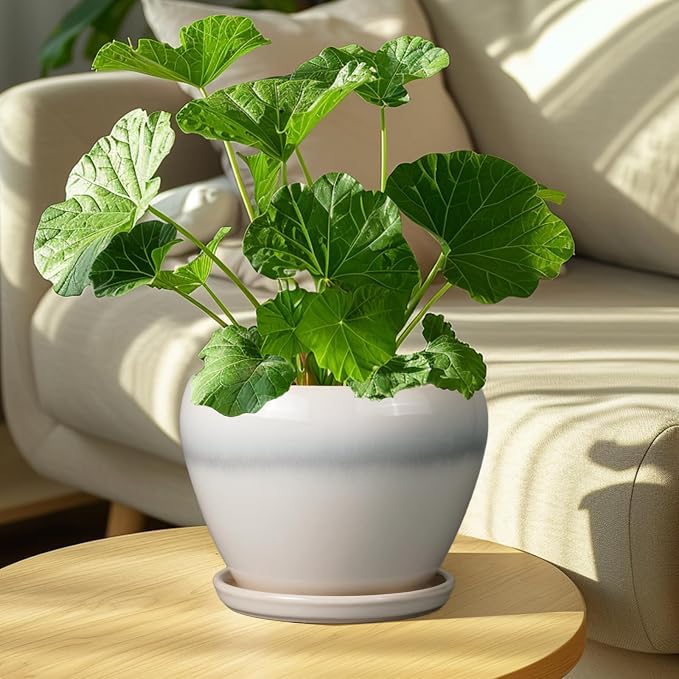 Ceramicfor Ceramic Planter - 8 Inch Plant Pot with Drainage Hole and Saucer, Glaze Round Flower Pot for Home Garden Patio Office, White
