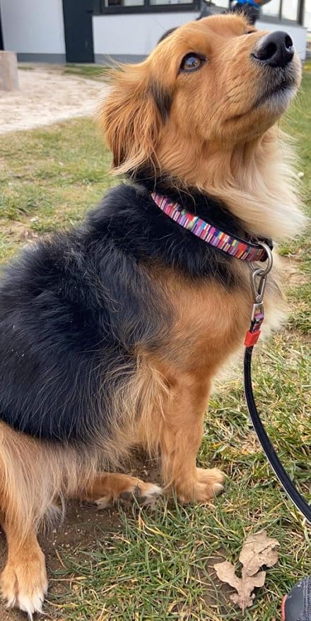 Max & Molly Smart ID Dog Collar with Gotcha! QR Safety Tag and Custom Pet Profile, Soft Padded Neoprene, Waterproof, Shopping Time, Medium (13-21")